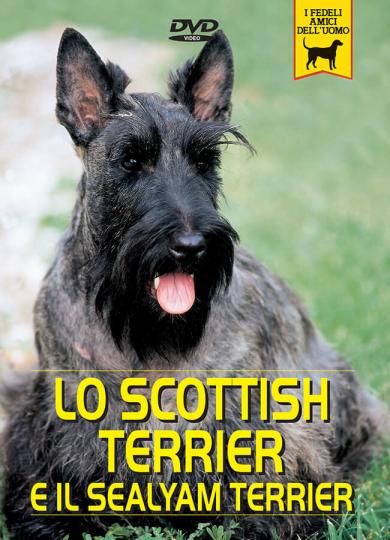Scottish-terrier-sealyham-terrier