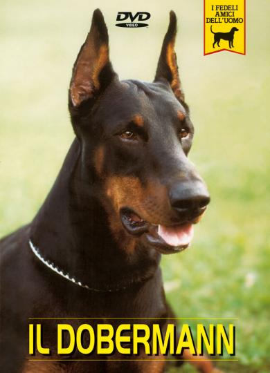 dobermann