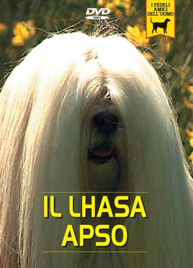 lhasa-apso