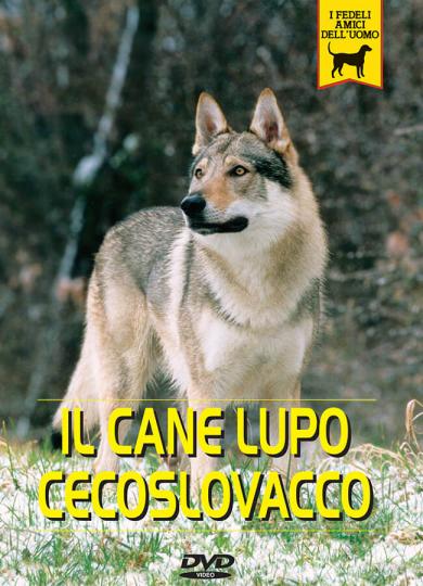 cane-lupo-cecoslovacco