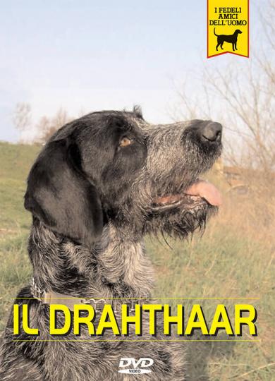 drahthaar