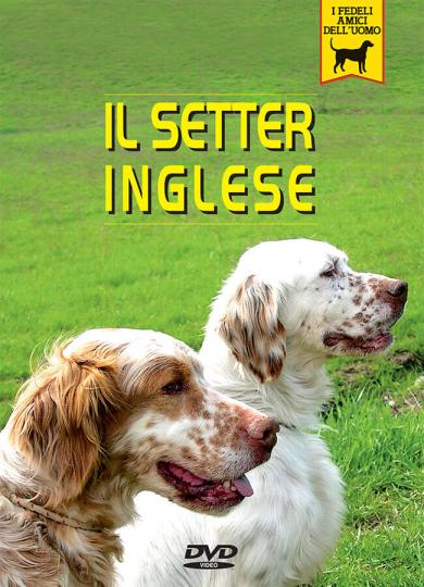 setter-inglese