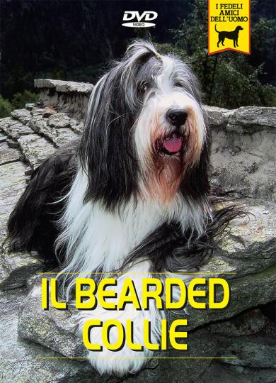 bearded-collie