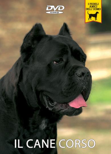 cane-corso-italiano-2