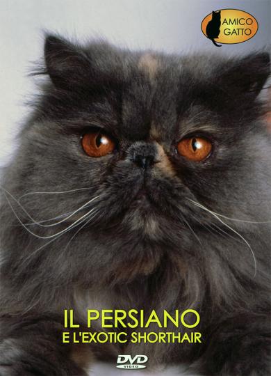 gatto-persiano-exotic-shorthair