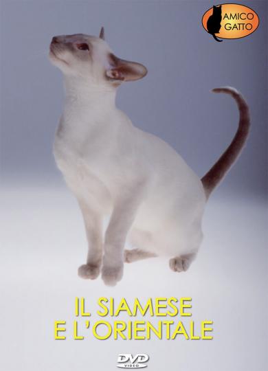 siamese-orientale