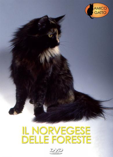gatto-norvegese_delle_foreste