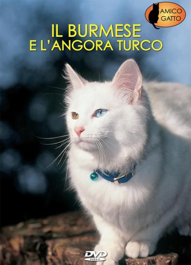 burmese-angora-turco