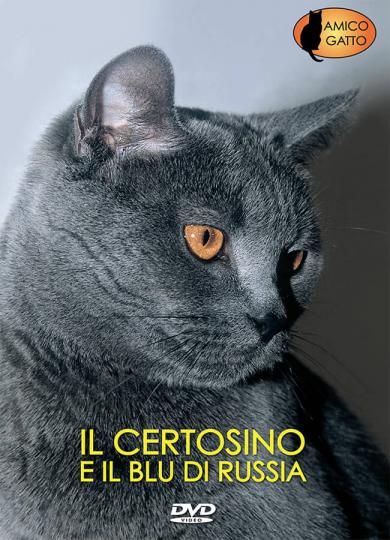 gatto-certosino-blu-di-russia