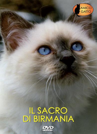 gatto-sacro-di-birmania