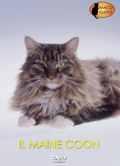 gatto-maine-coon