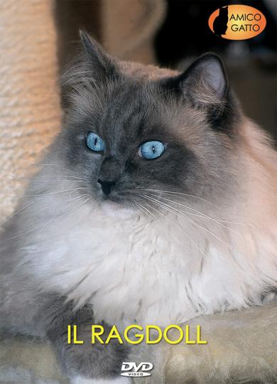 gatto-ragdoll