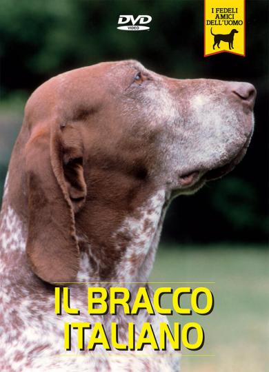 bracco-italiano