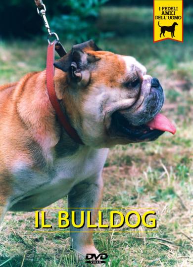 bulldog