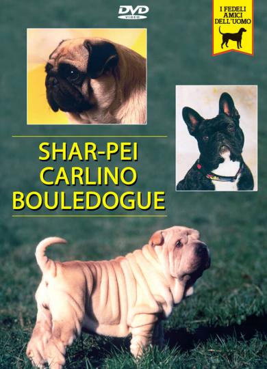 shar-pei-carlino-bouledogue