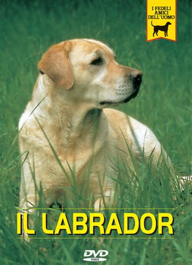 Labrador