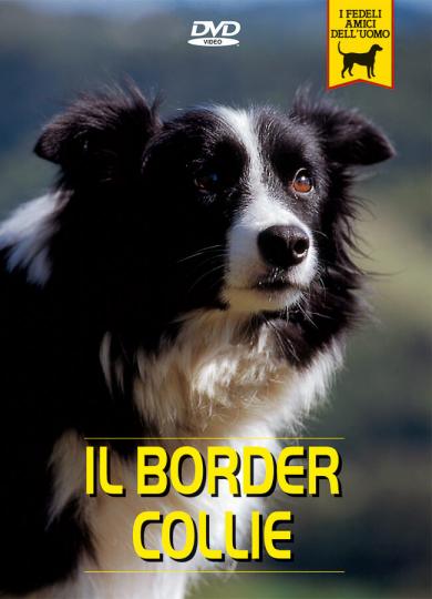 border-collie