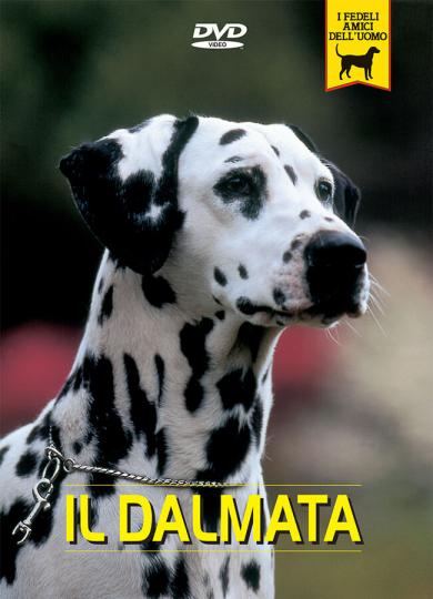 dalmata