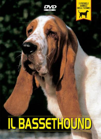 basset-hound