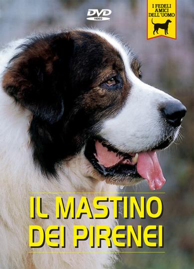 mastino-dei-pirenei