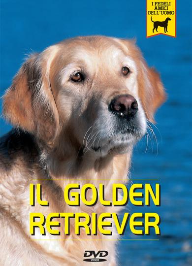 golden-retriever