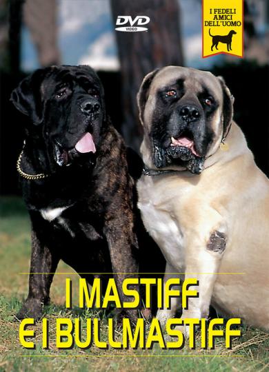 mastiff-e-bullmastiff