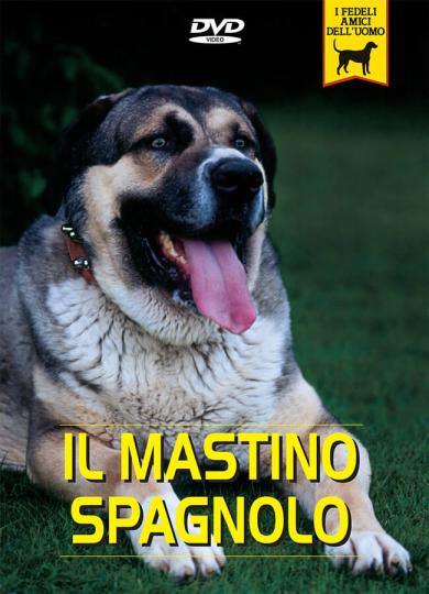 mastino-spagnolo