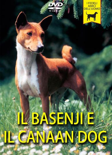 basenji-e-canaan-dog