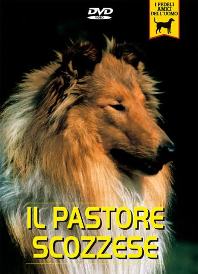 pastore-scozzese