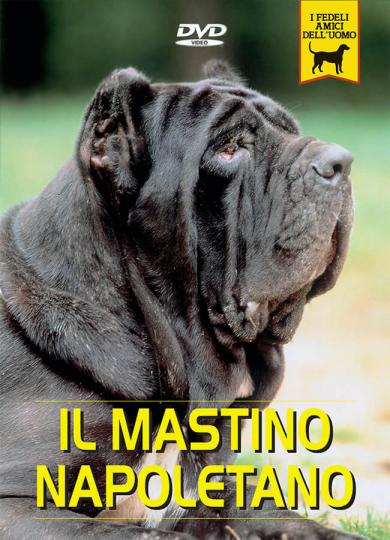 mastino-napoletano