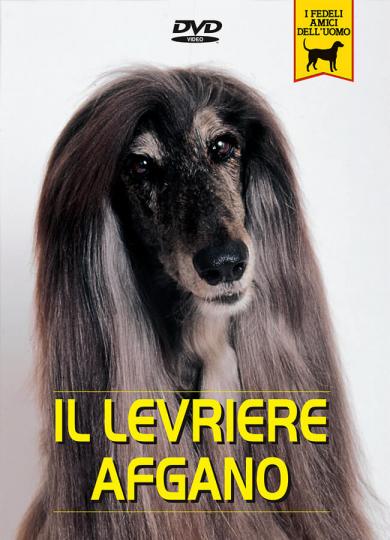 levriere-afgano