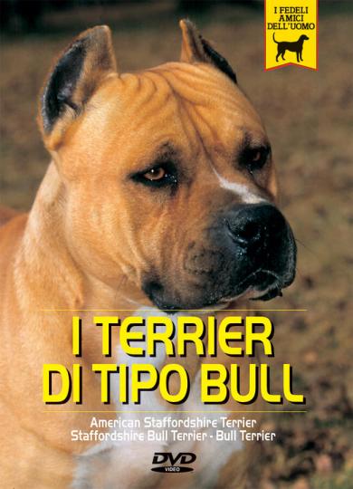 terrier-di-tipo-bull