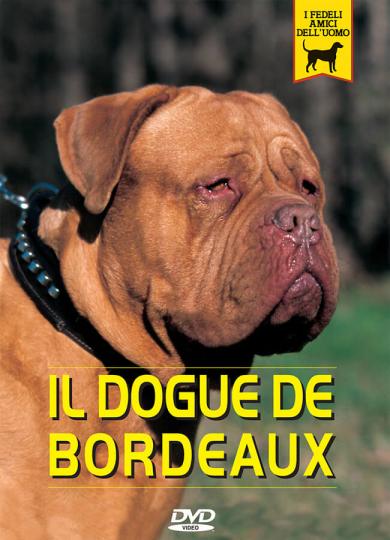 dogue-de-bordeaux