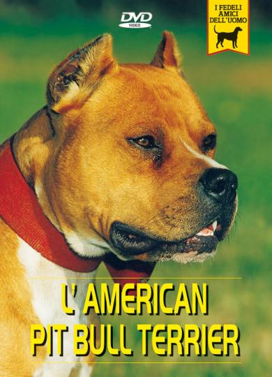 american-pitbull-terrier
