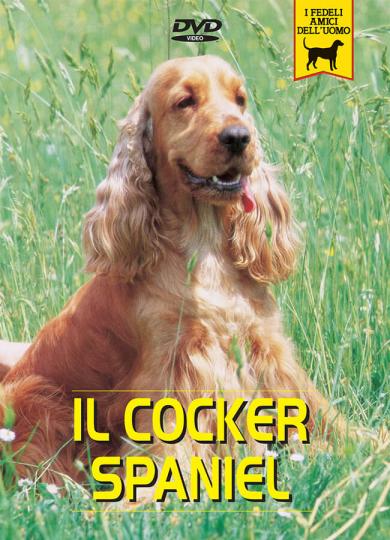 cocker-spaniel