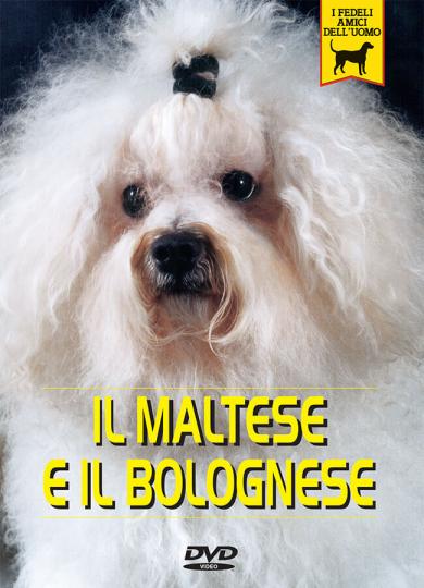 maltese-e-bolognese