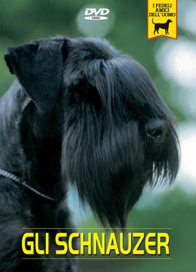 schnauzer